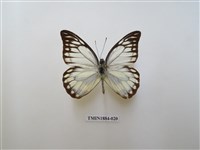 藏品(鋸粉蝶)的圖片